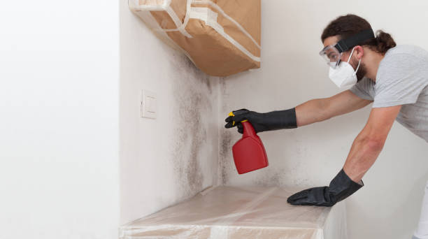 Professional Basement Mold Remediation technician working in Ashland, VA