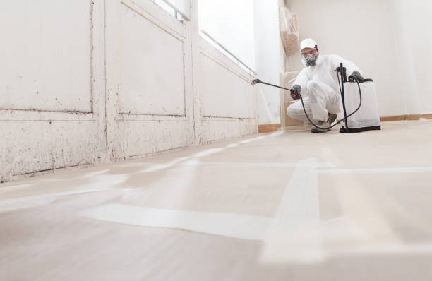 24/7 Emergency Basement Mold Remediation experts in Ashland, VA
