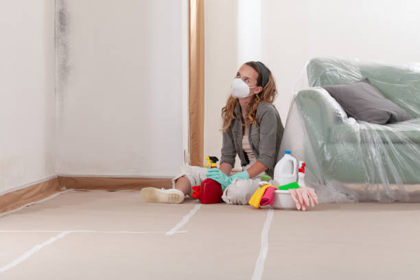 Reliable Basement Mold Remediation contractor in Ashland, VA by Mold Remediation HQ