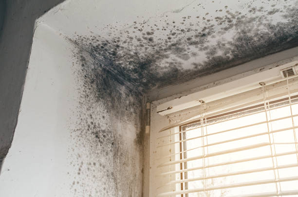 Affordable Basement Mold Remediation solutions in Ashland, VA