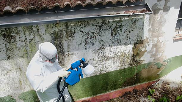Top rated local Basement Mold Remediation specialists in Ashland, VA